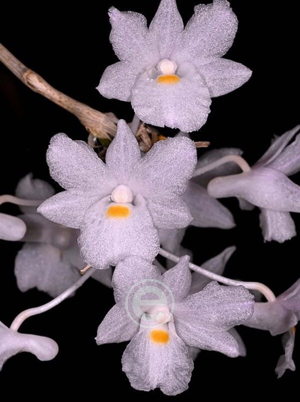 Dendrobium Mutabile - Sem Flor