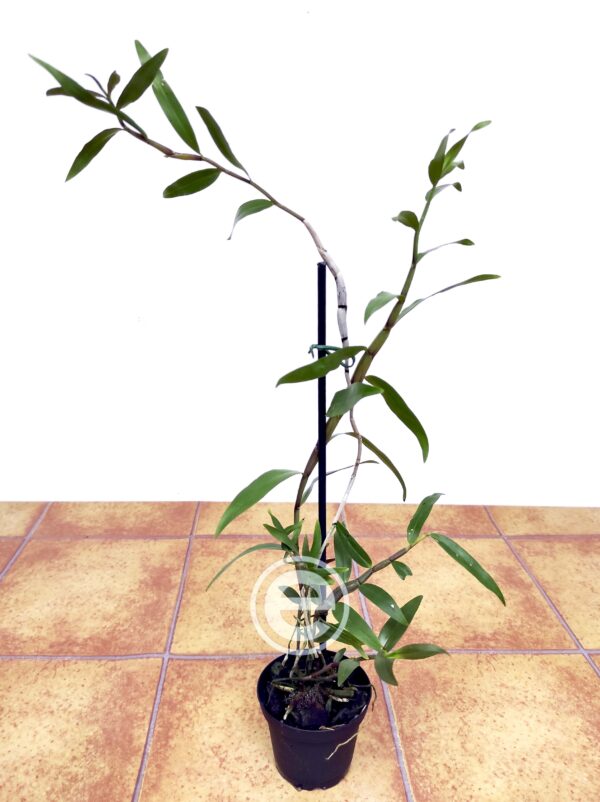 Dendrobium Mutabile - Sem Flor - Image 2