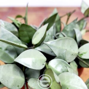 Hoya Krohniana 'Eskimo'
