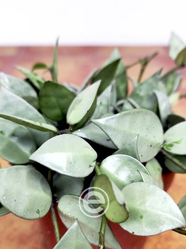 Hoya Krohniana 'Eskimo'