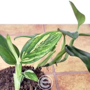 Monstera Standleyana ‘Aurea Variegata’