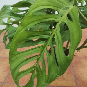 Monstera Esqueleto