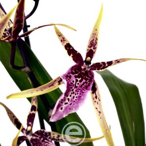 Brassia Summer Dream 1 haste