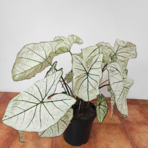Caladium 'Candidum' V.17