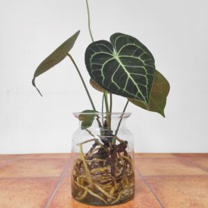 Anthurium Clarinervium c/ Jarro