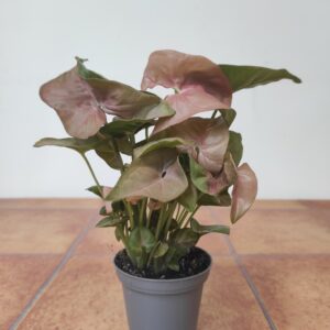 Syngonium Red Heart