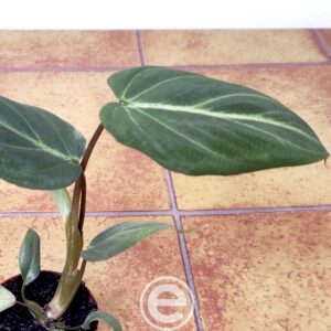 Philodendron Gloriosum - Mini