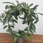Hoya Silverspot XL - Arco