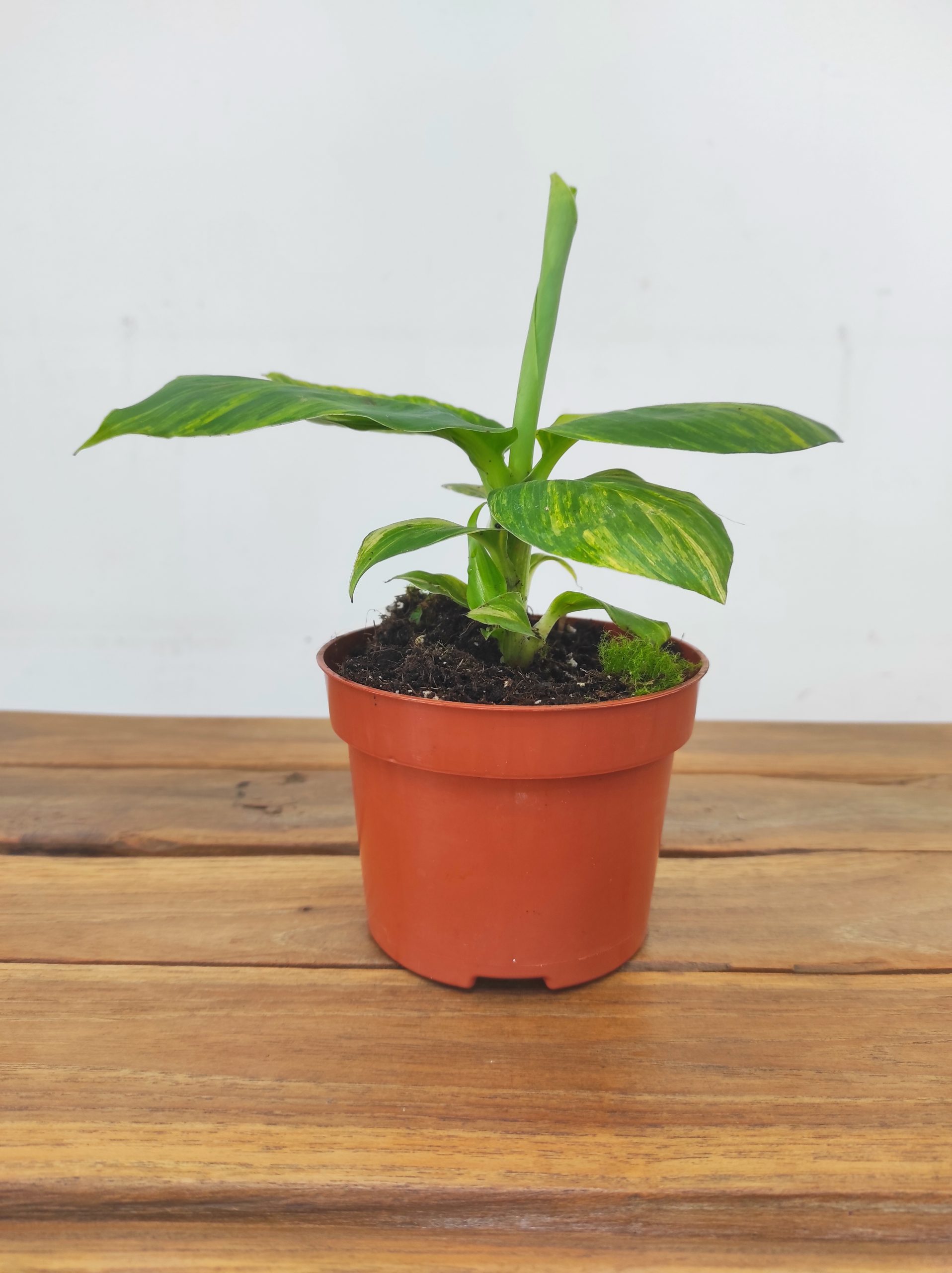 Musa Aurea - Image 2