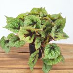 Begonia Masoniana Iron Cross V.14