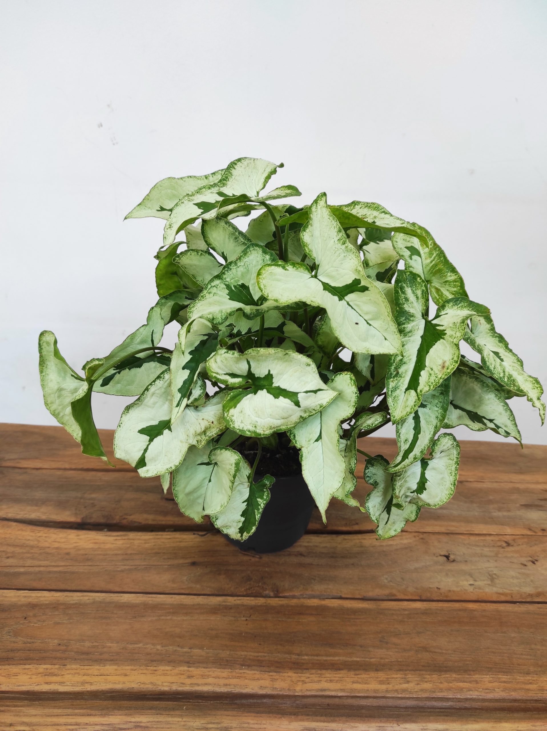 Syngonium 'Twister White'