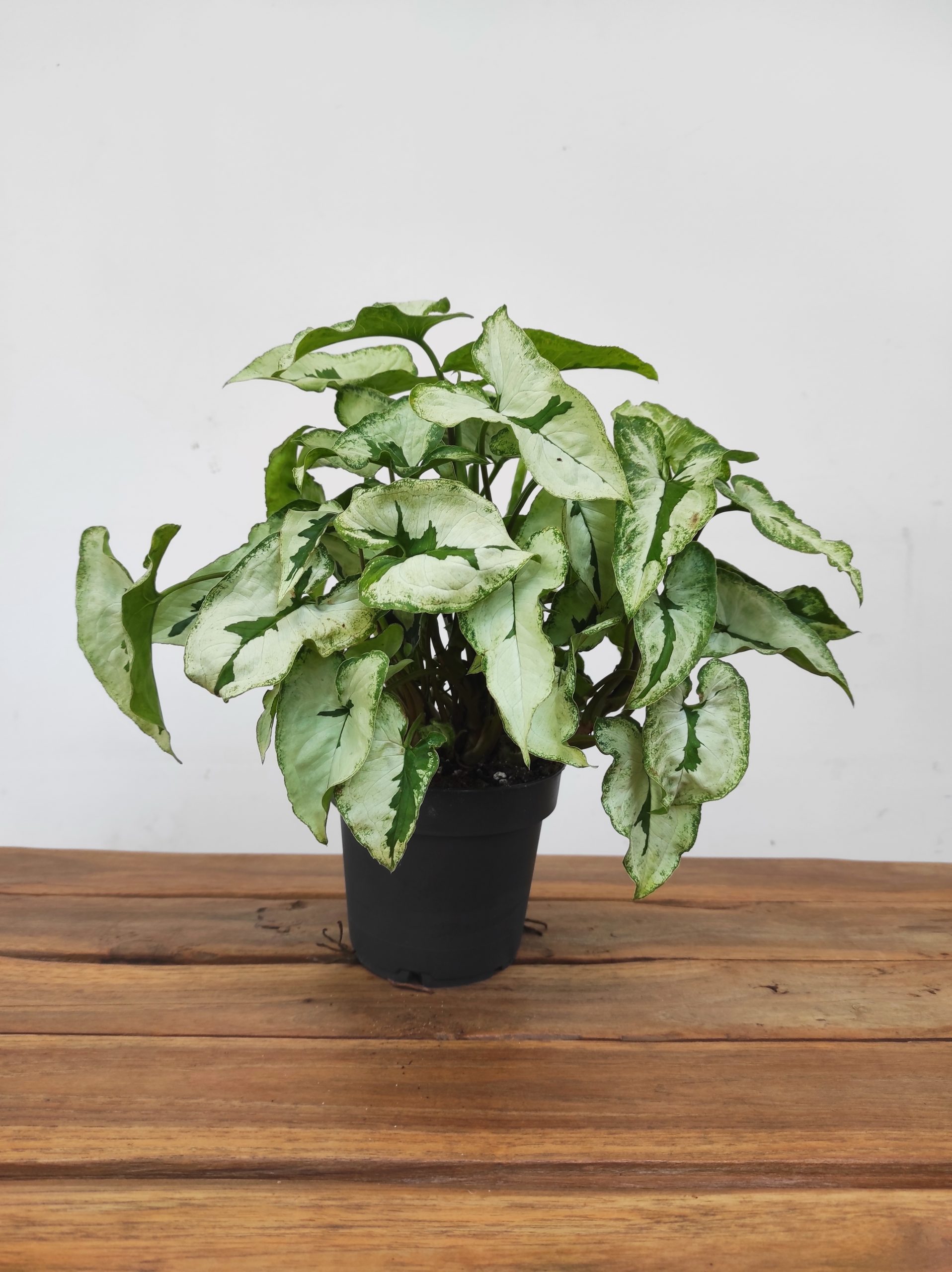 Syngonium 'Twister White' - Image 2
