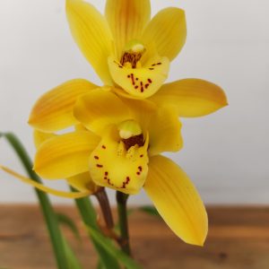 Cymbidium “Wild Sunny”