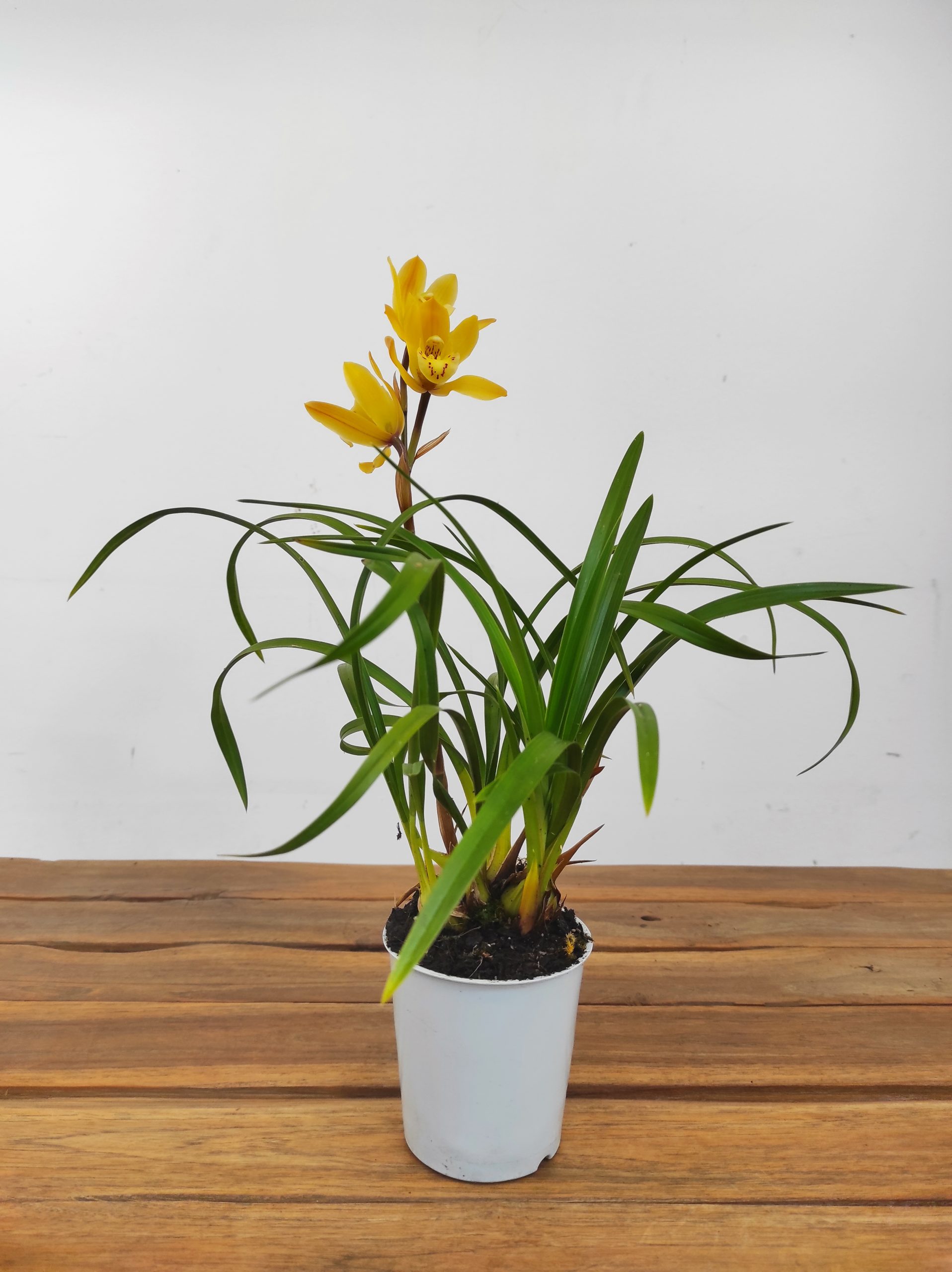 Cymbidium “Wild Sunny” - Image 2