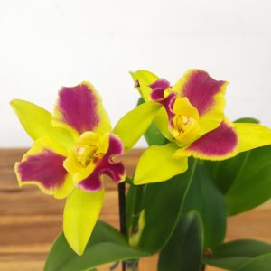 Cattleya Kaleidoscope