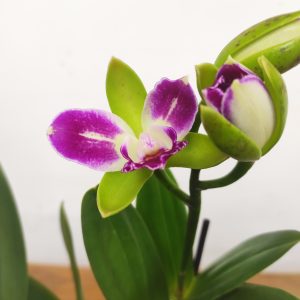 Cattleya 'Green Genius'