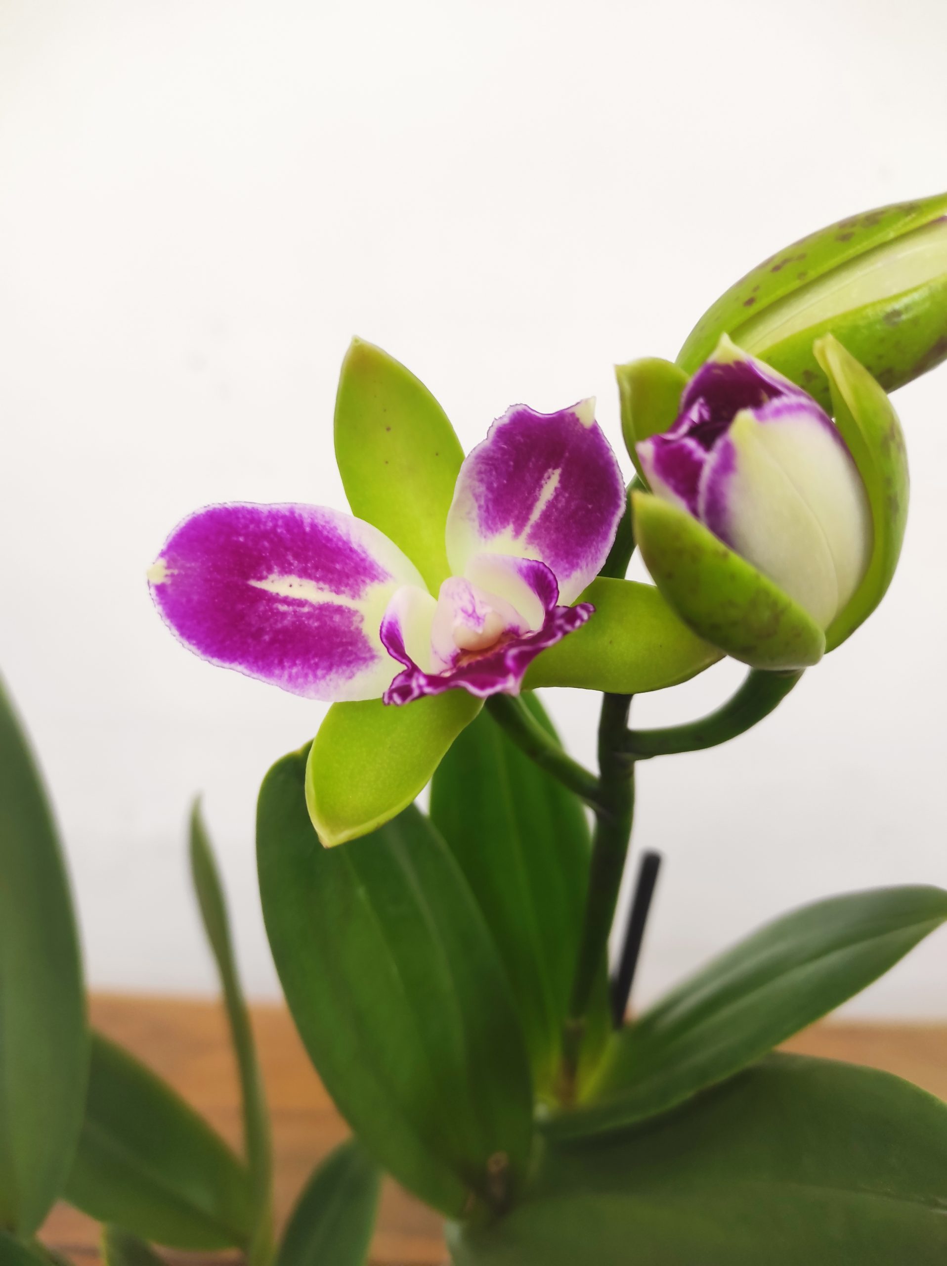 Cattleya 'Green Genius' - Sem Flor