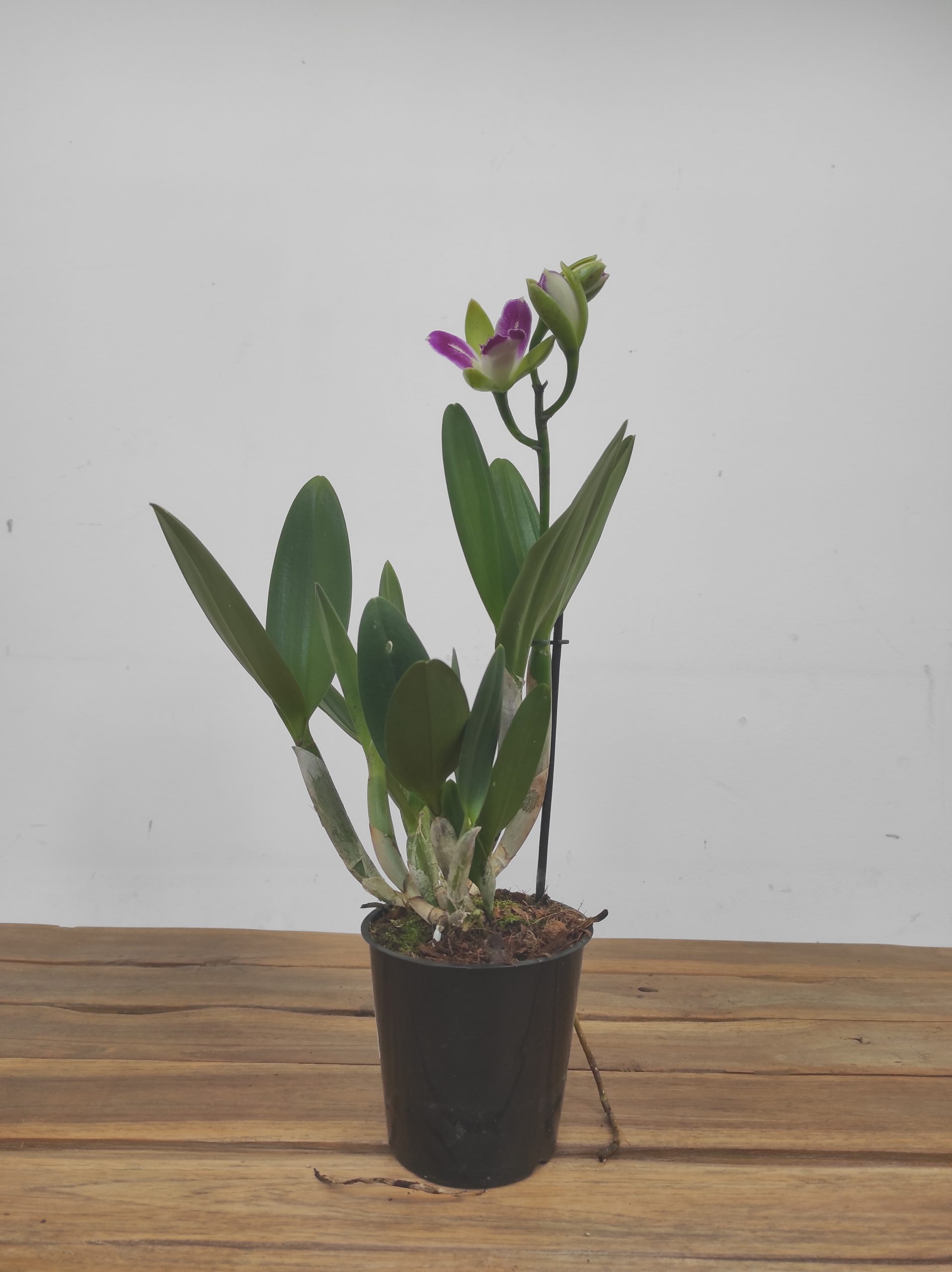 Cattleya 'Green Genius' - Sem Flor - Image 2