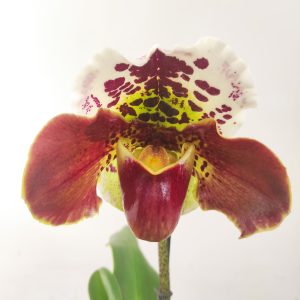 Paphiopedilum 'American Hybrid' - 1 Haste