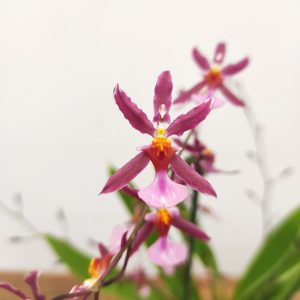Brassia Folha Variegata