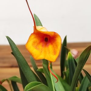 Masdevallia Laranja V.9
