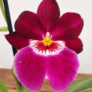 Miltonia V.12
