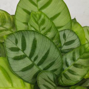 Calathea 'Bella Carlina'