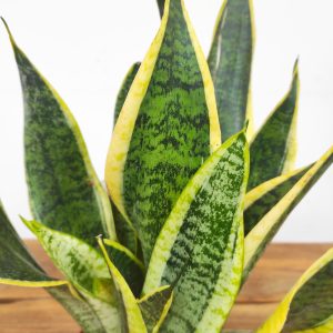 Sansevieria Trifasciata 'Futura Superba'