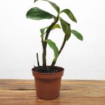 Dendrobium Densiflorum - Sem Flor