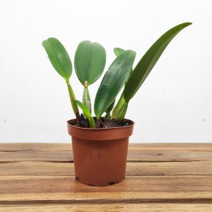 Lc. (anceps x Jaguariuna) - Sem Flor