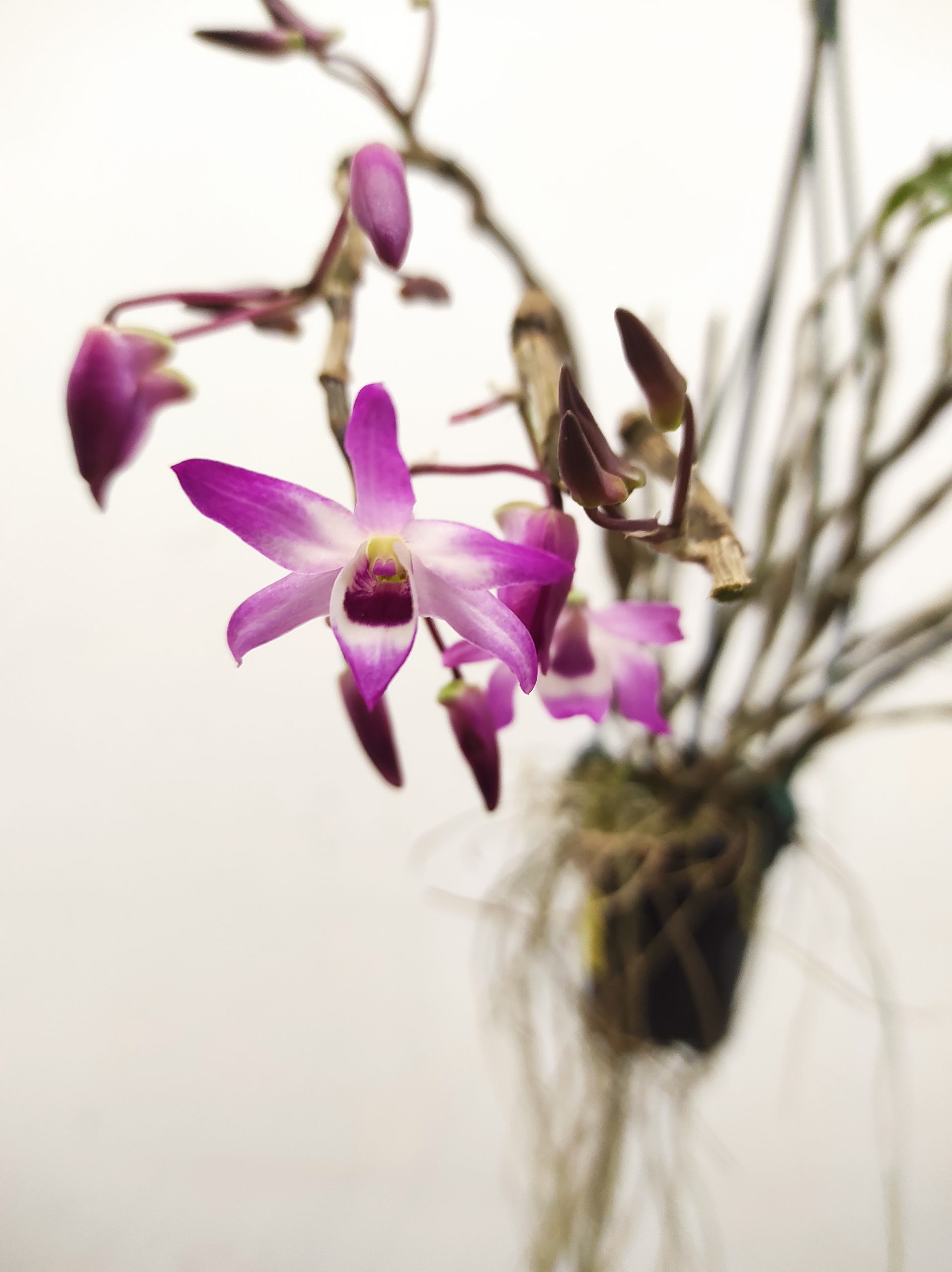 Dendrobium Cassiope