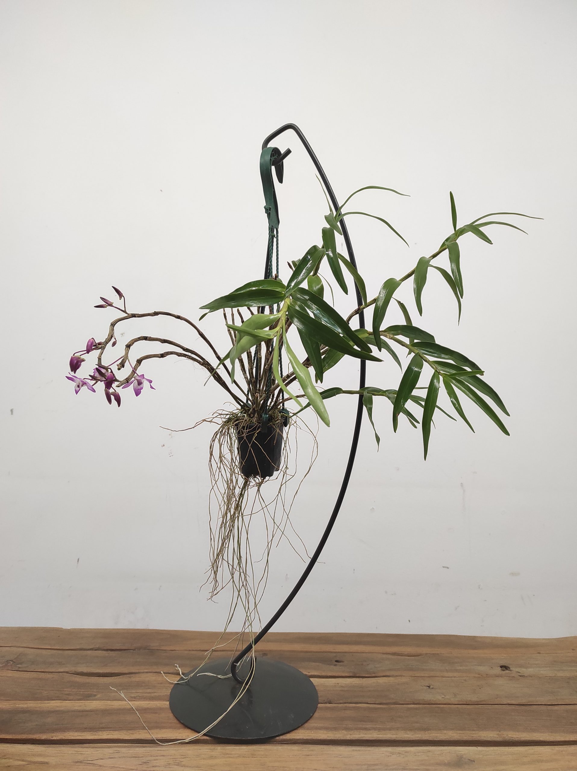 Dendrobium Cassiope - Image 2
