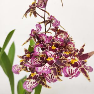 Oncidium Holm’s Wizard