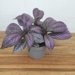 Strobilanthes Dyeriana 'Metallica'