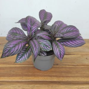 Strobilanthes Dyeriana 'Metallica'