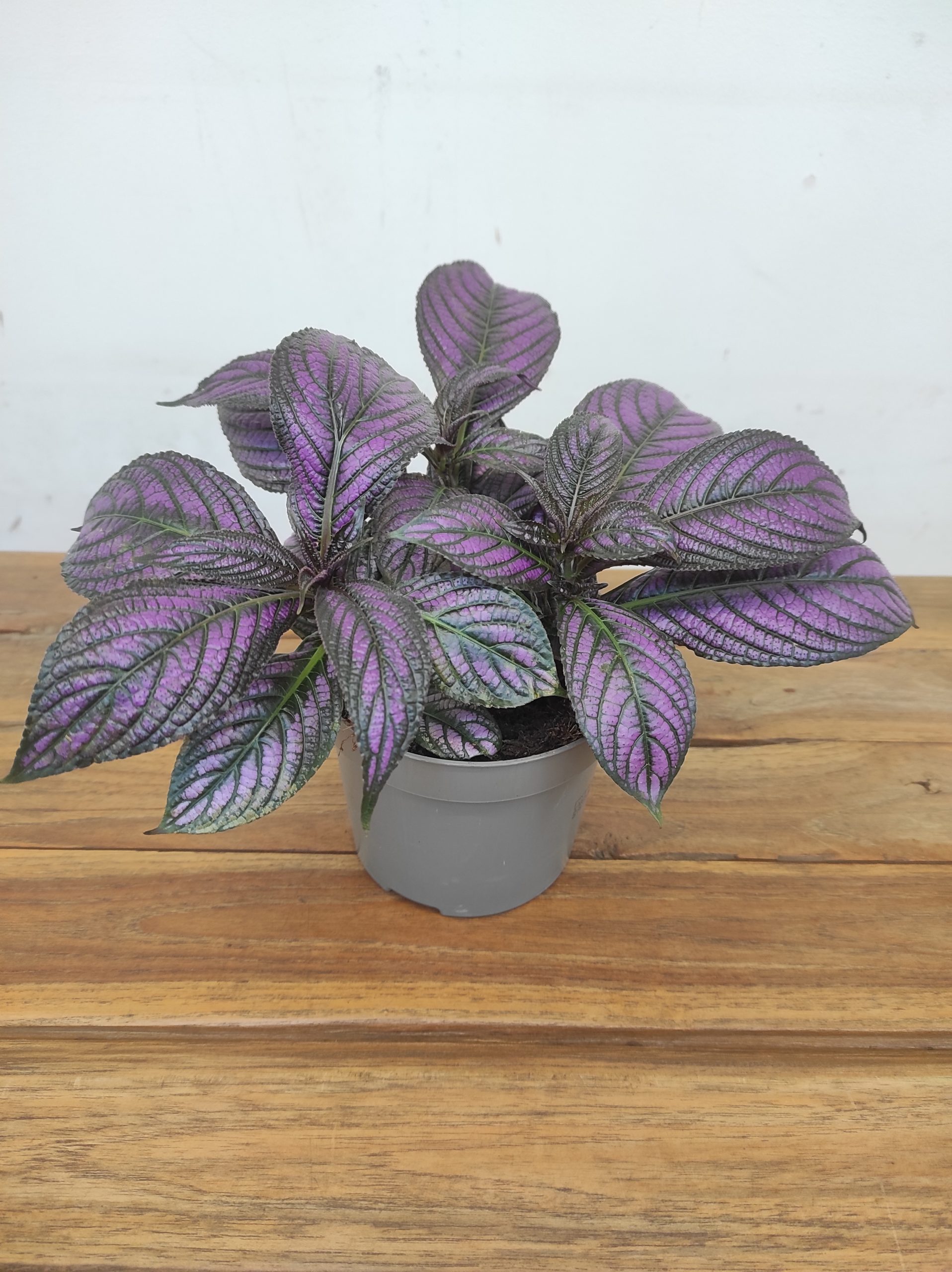 Strobilanthes Dyeriana 'Metallica'