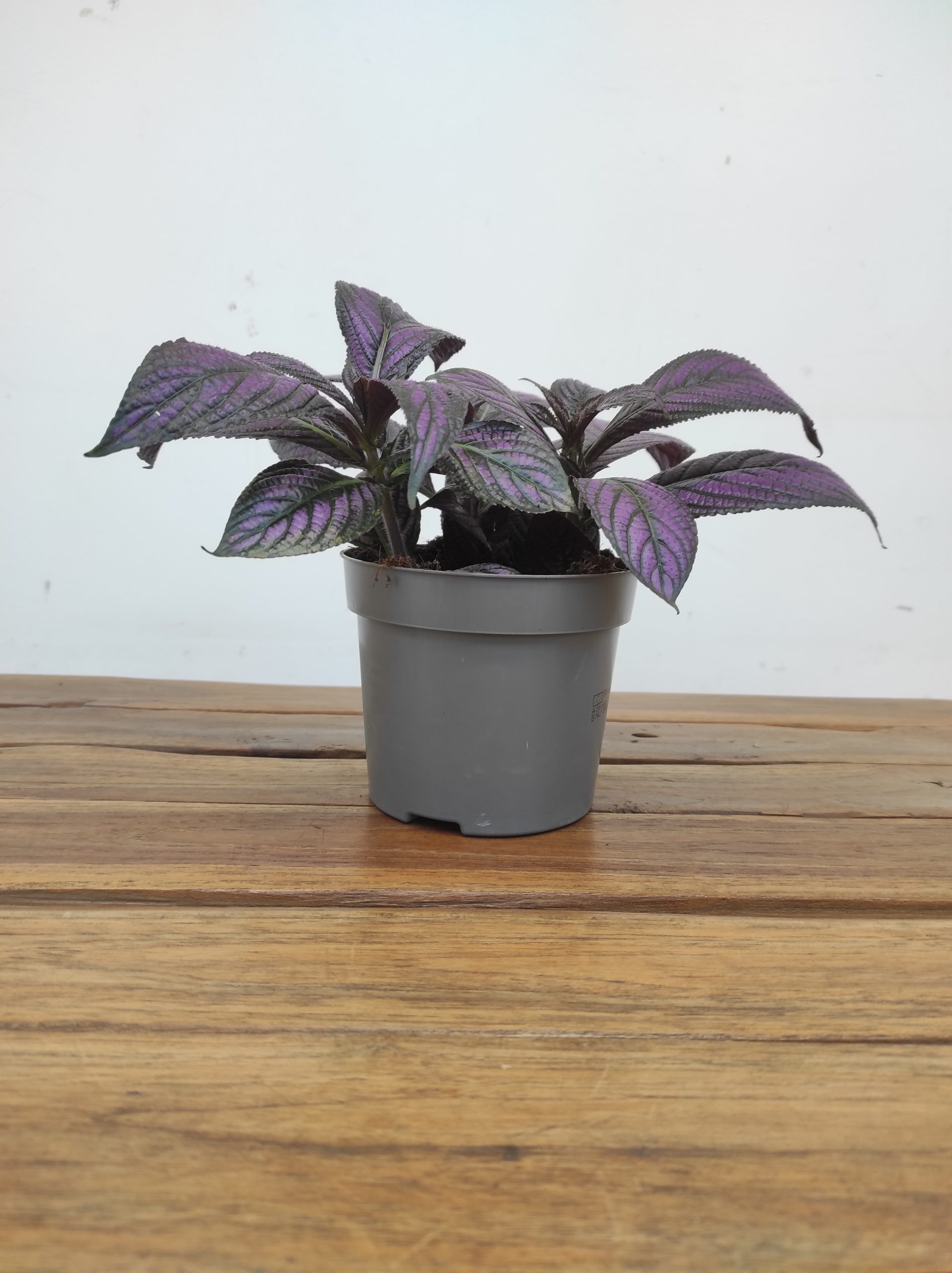 Strobilanthes Dyeriana 'Metallica' - Image 2