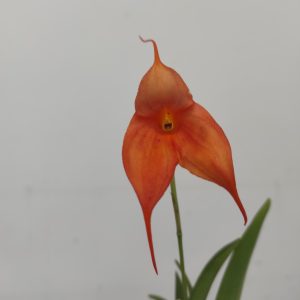 Masdevallia Laranja V.9