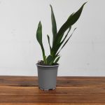 Cambria - Sem Flor V.9