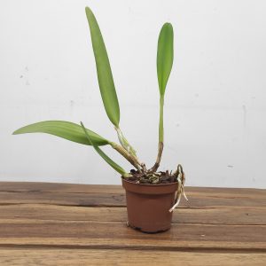 Laelia Purpurata Var. Roxo Violeta - Sem Flor