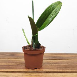 Lc. (anceps x Jaguariuna) - Sem Flor