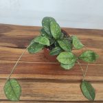 Hoya Crassipentiolata Splash V.12
