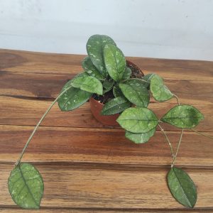 Hoya Crassipentiolata Splash V.12
