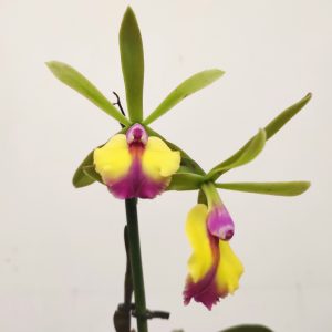 Epicattleya 'Rene Marques'