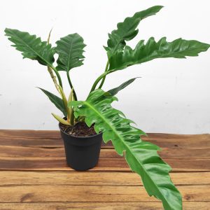 Philodendron 'Narrow Escape'