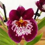 Miltonia 2 Hastes - V.9