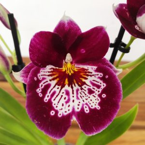 Miltonia 2 Hastes - V.9