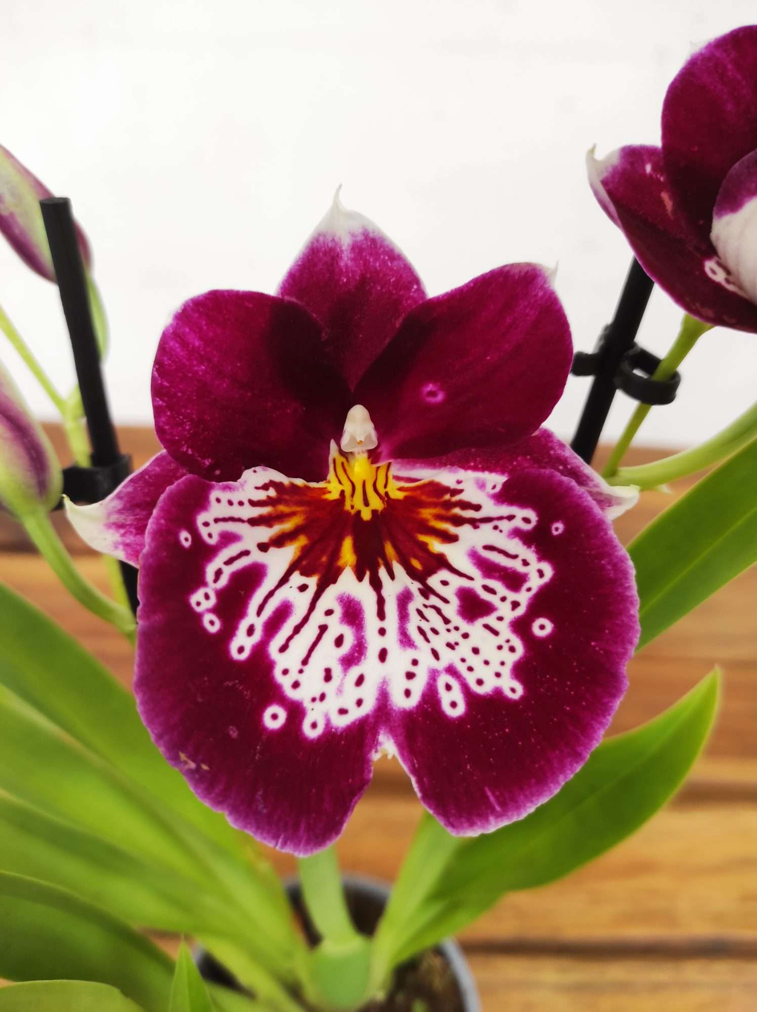 Miltonia 2 Hastes - V.9