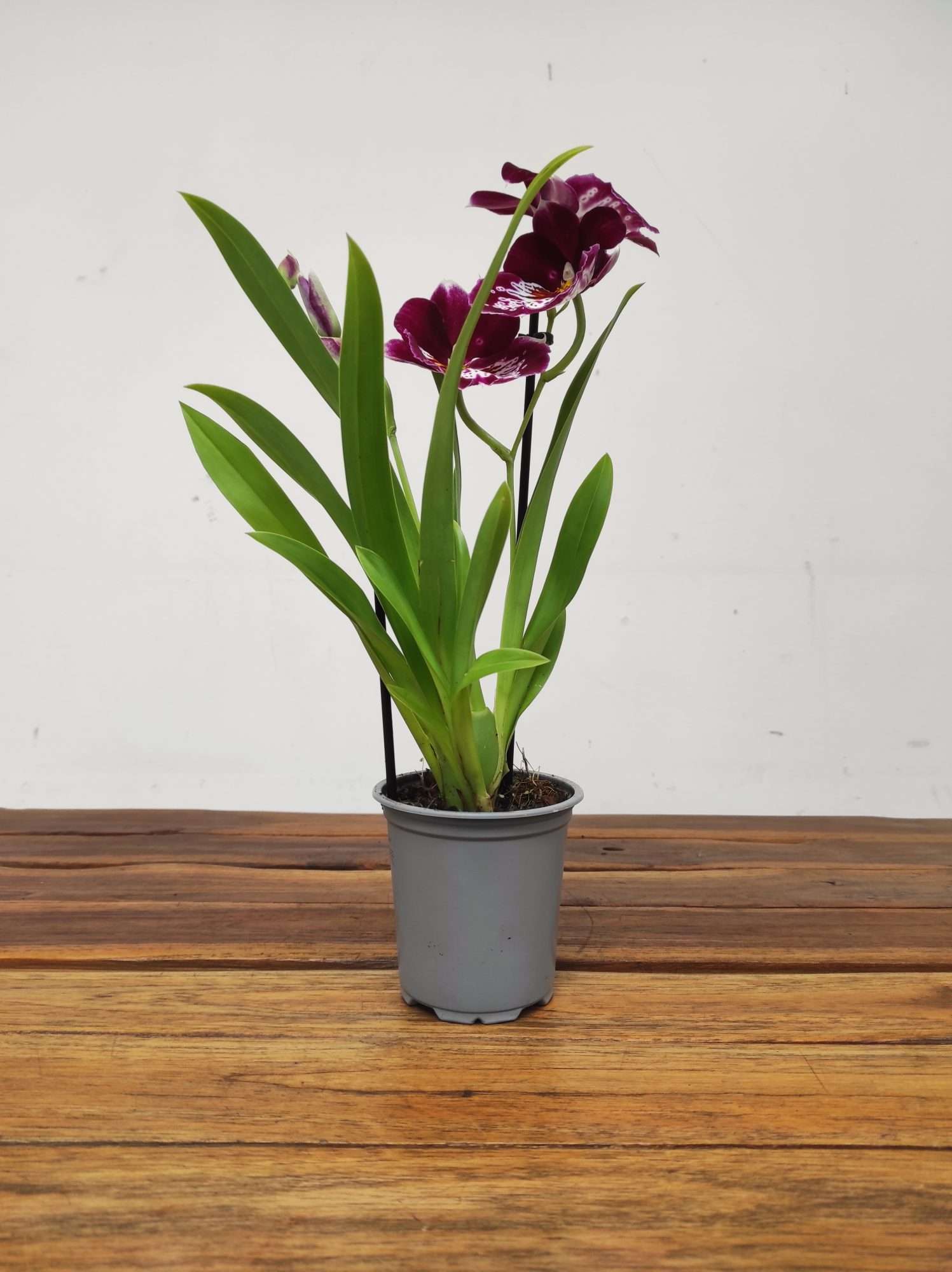 Miltonia 2 Hastes - V.9 - Image 2