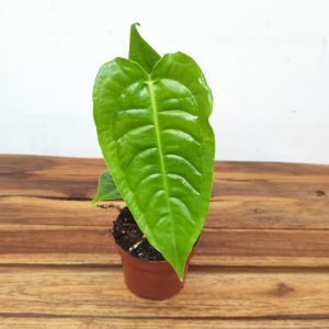 Anthurium Veitchii